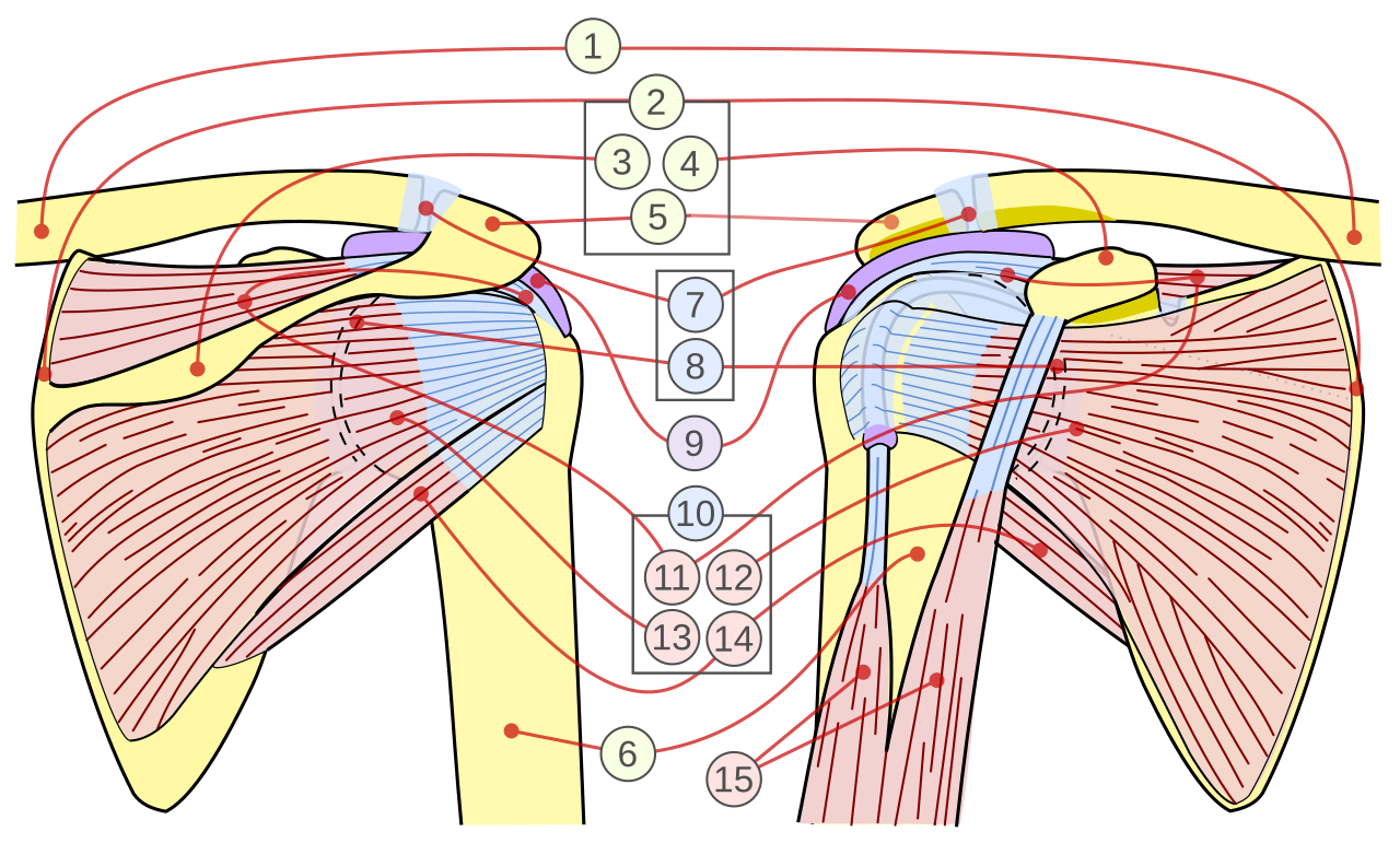 Rotator Cuff Repair